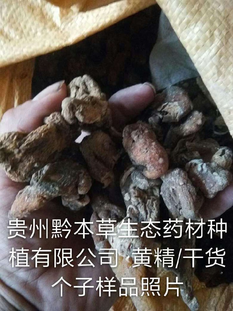 黄精干货