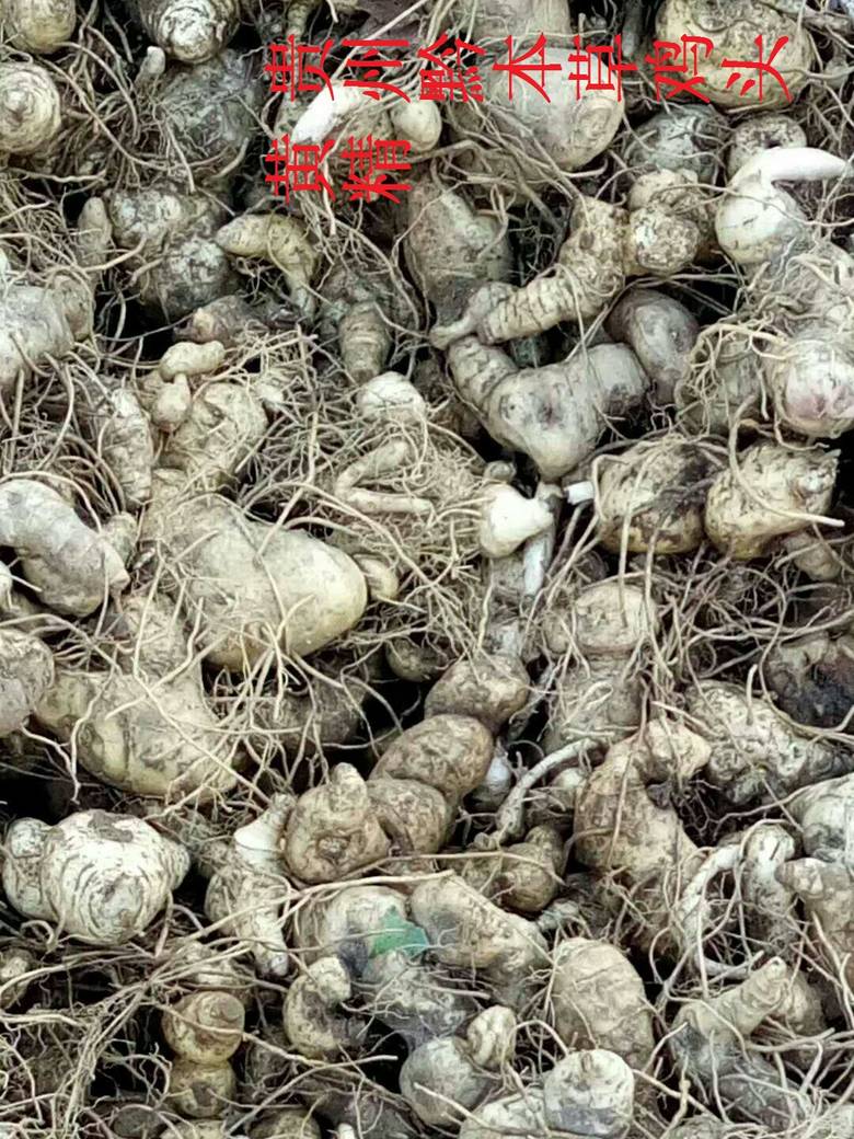 鸡头黄精2 (2).jpg