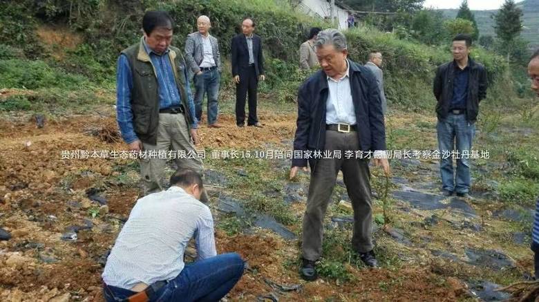 药材基地种植技术  黄精基地