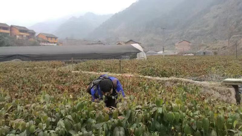 大量出售钩藤苗