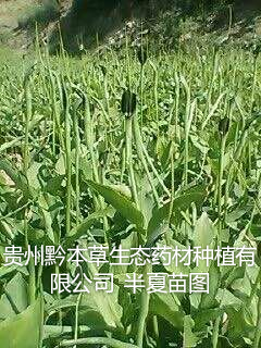 大量出售半夏
