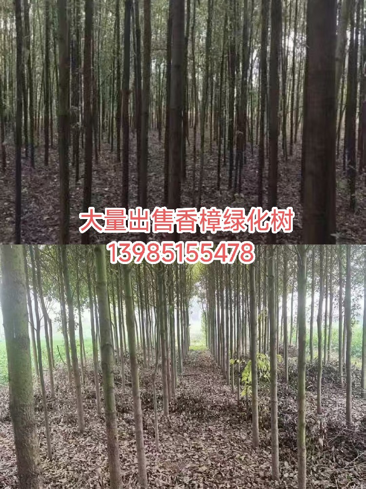大量出售香樟树