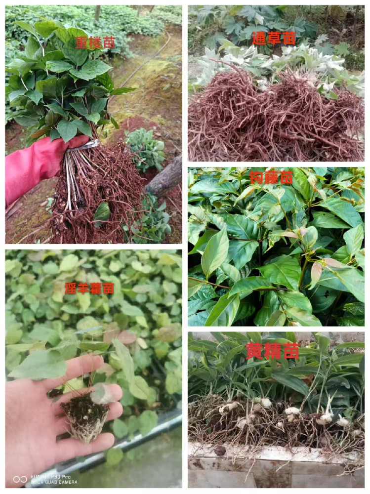 出售，大量黄精苗，重楼苗，淫羊霍苗，通草苗，钩藤苗 联系电话：13985155478，张先生(微信同号)