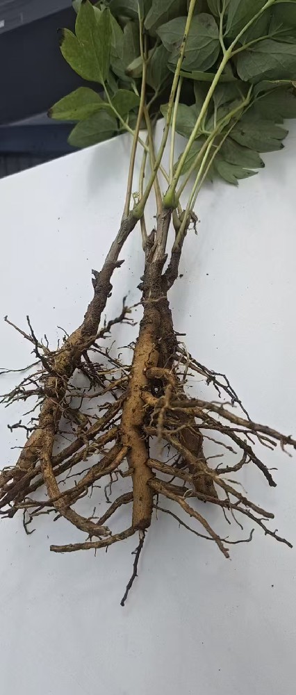 出售大量牡丹苗