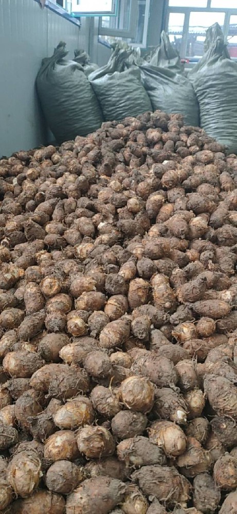 求购：巴戟天，独角莲，8克以上的滇黄精干货，大量各种石斛！！！